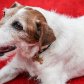 В возрасте тринадцати лет от рака скончался звезда фильма «Артист» пёс Угги