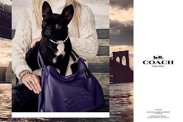 Lady Gaga's dog Miss Asia Kinney stars in the new 'Coach Pups' campaign.