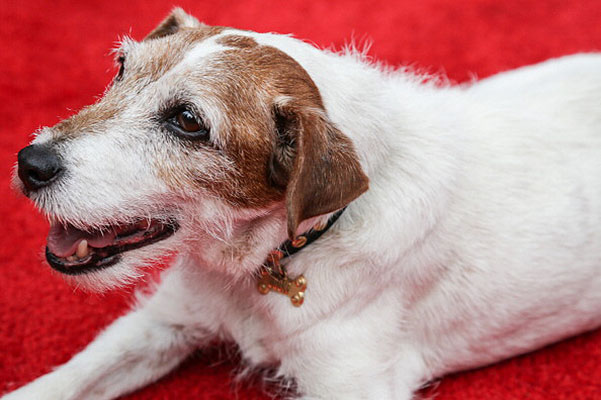 LOS ANGELES, CA - JULY 11:  Actor dog Uggie attends Abercrombie & Fitch's "Stars on the Rise" event at Abercrombie & Fitch on July 11, 2013 in Los Angeles, California.  (Photo by Chelsea Lauren/WireImage) 