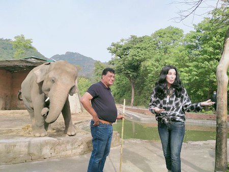 Певица Шер занялась процессом вызволения слона из зоопарка