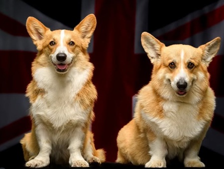 После смерти Елизаветы II: Сара Фергюсон поделилась личными воспоминаниями о королеве - 1 Корги, королева Елизавета II