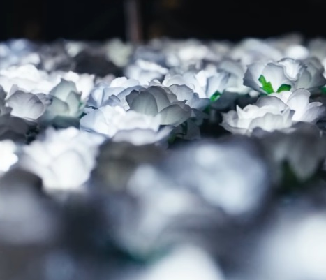 Кейт Миддлтон, принцесса Уэльская