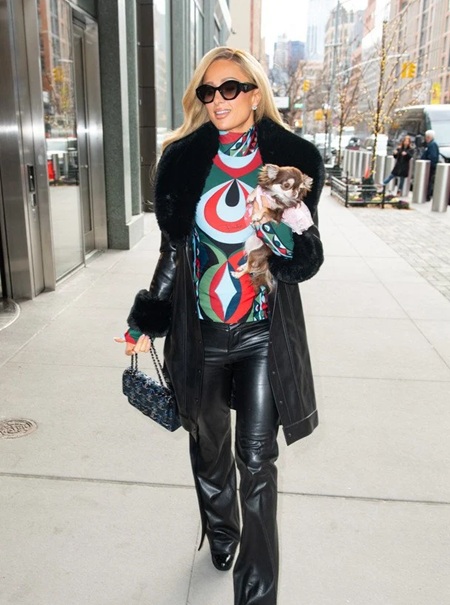 Пэрис Хилтон, питомец, чихуахуа