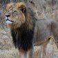 Знаменитости возмущены убийством знаменитого льва Сесила в Зимбабве