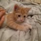 Солистка группы “Фабрика” спасла бездомного котенка