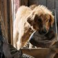 Премьеру фильма «Собачья жизнь» отменили из-за протестов зоозащитников
