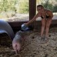 Майли Сайрус надела бикини в хлев к свиньям