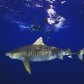 Активный отдых Зака Эфрона: прыжки с тарзанки и заплыв с акулами