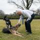 Собаки Джо Байдена вынуждены покинуть Белый Дом: немецкая овчарка укусила сотрудника службы безопасности